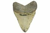 Fossil Megalodon Tooth - North Carolina #365990-1